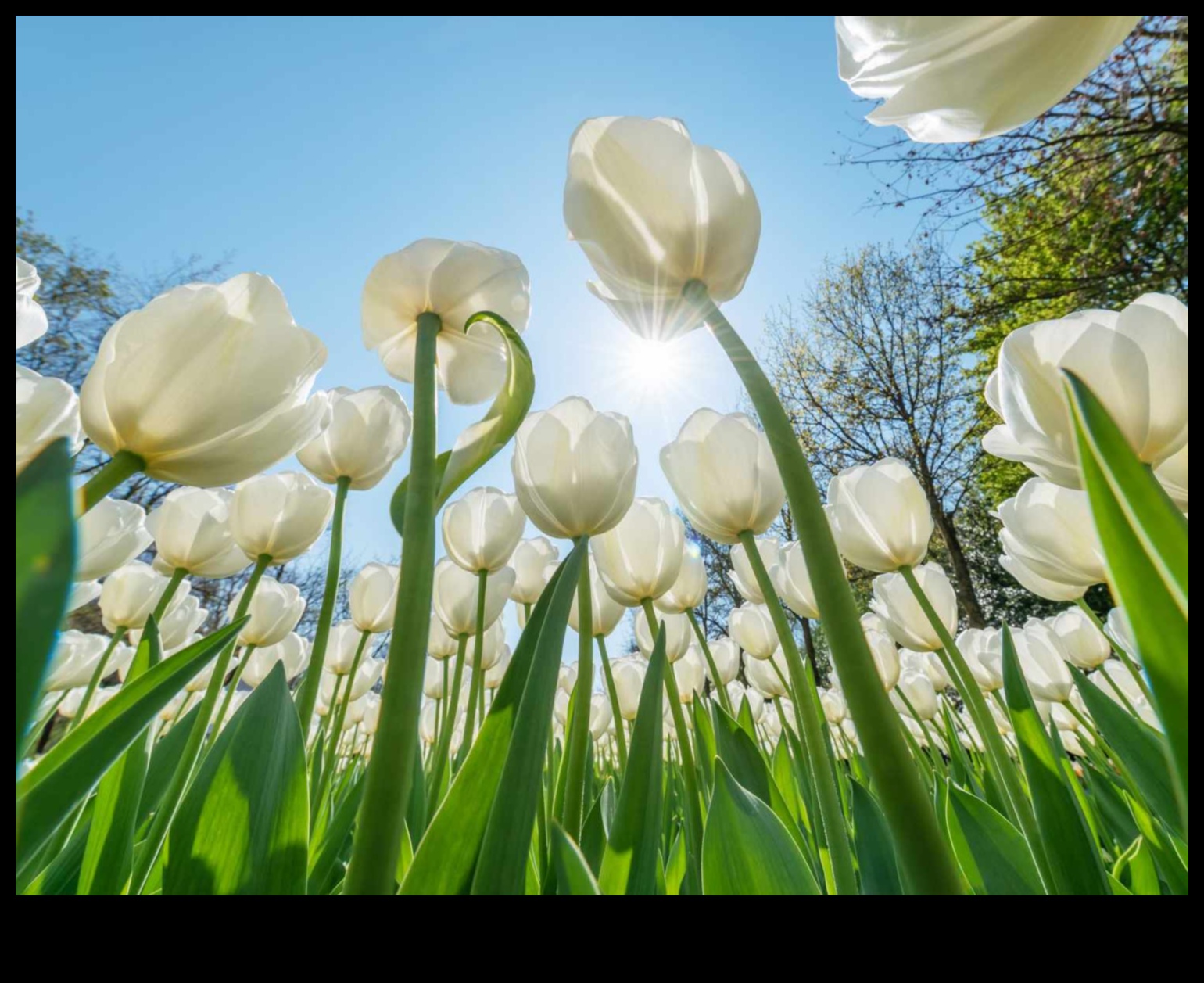 Cultivați frumusețea: dezvăluiți secretele întreținerii eficiente a grădinii