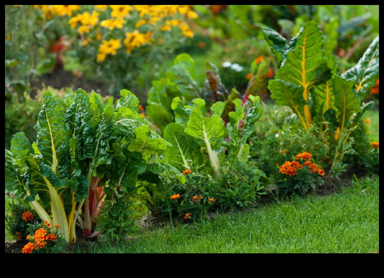 Însoțitori florali: cultivarea grădinilor înfloritoare cu împerechere