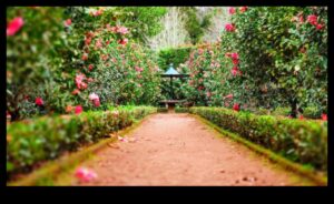 Garden Harmony: Echilibrarea frumuseții și eficienței în îngrijire