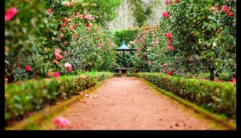 Garden Harmony: Echilibrarea frumuseții și eficienței în îngrijire