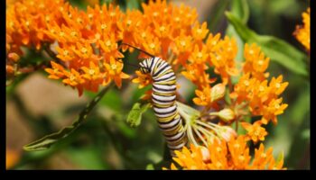 Gardienii verdeață: strategii pentru un sanctuar fără dăunători