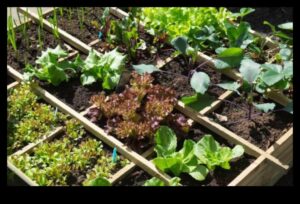 Grădini armonioase: Dezvăluirea magiei plantării însoțitoare