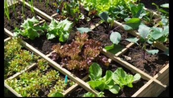 Grădini armonioase: Dezvăluirea magiei plantării însoțitoare