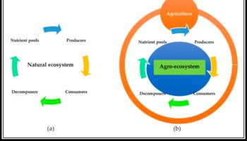 The Nutrient Nexus: Strategii pentru succes prin consiliere nutrițională