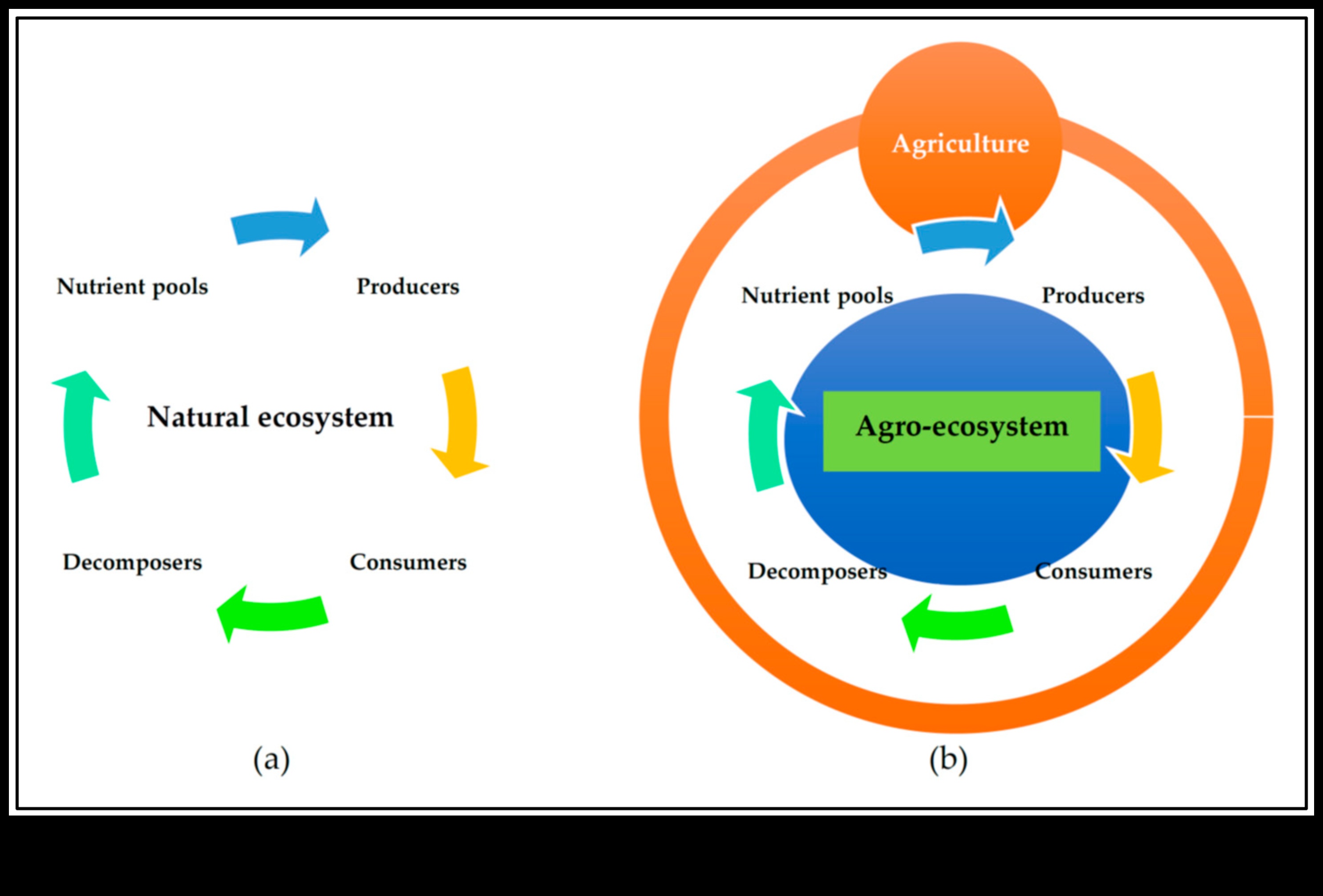 The Nutrient Nexus: Strategii pentru succes prin consiliere nutrițională