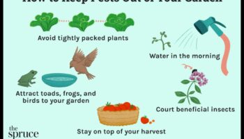 Protejarea liniștii: combaterea dăunătorilor din grădina dvs